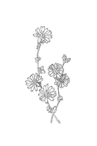 08 Chicory
