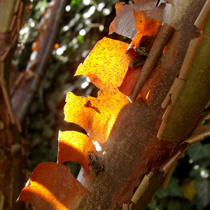 Cinnamon Bark