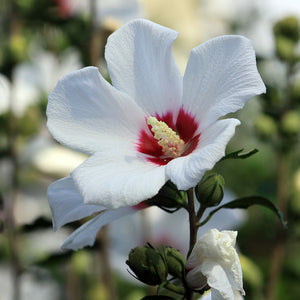 Cistus (Labdanum)