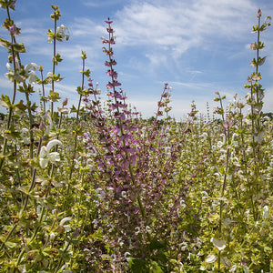 Clary Sage