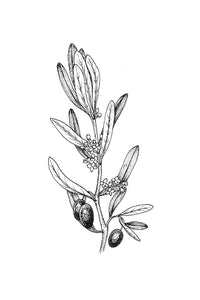 23. Olive