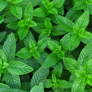 Peppermint