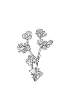 Load image into Gallery viewer, 28. Scleranthus
