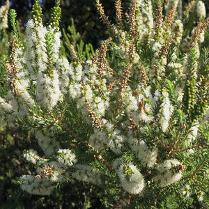 Tea Tree