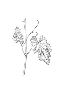 32. Vine