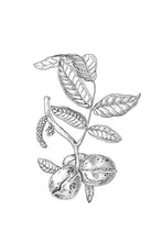 Load image into Gallery viewer, 33. Walnut
