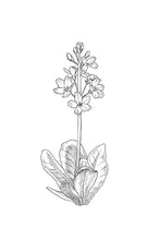 Load image into Gallery viewer, 34. Water Violet
