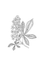 Load image into Gallery viewer, 35. White Chestnut
