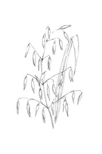 Load image into Gallery viewer, 36. Wild Oat
