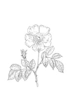 Load image into Gallery viewer, 37. Wild Rose
