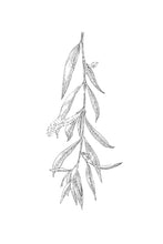 Load image into Gallery viewer, 38. Willow
